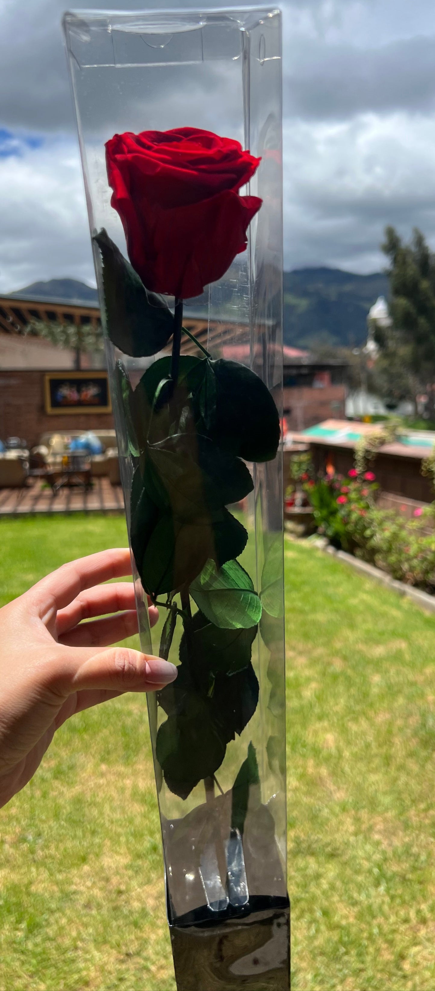 Red Long Stem Rose | Perfect Gift