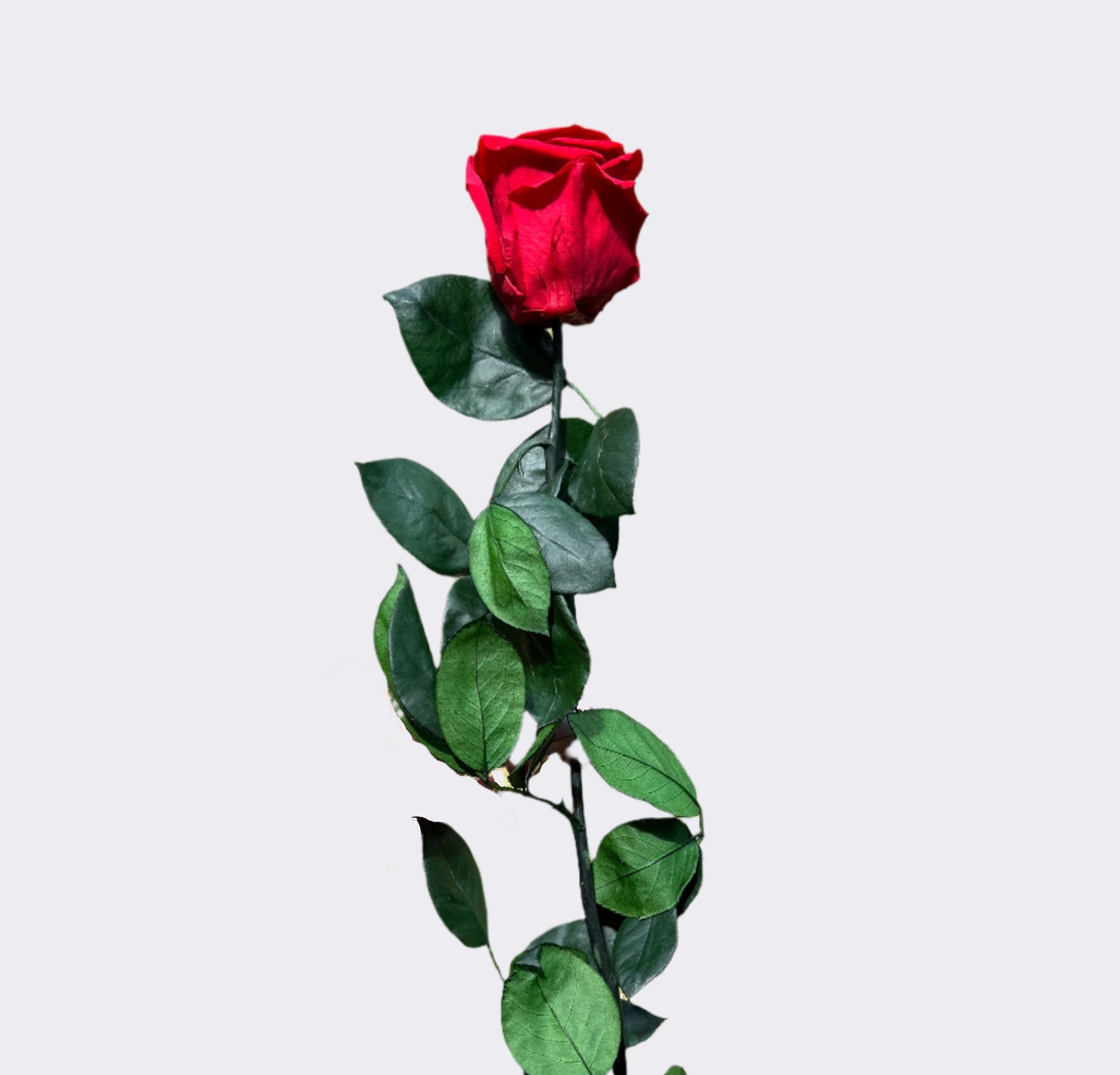 Red Long Stem Rose | Perfect Gift