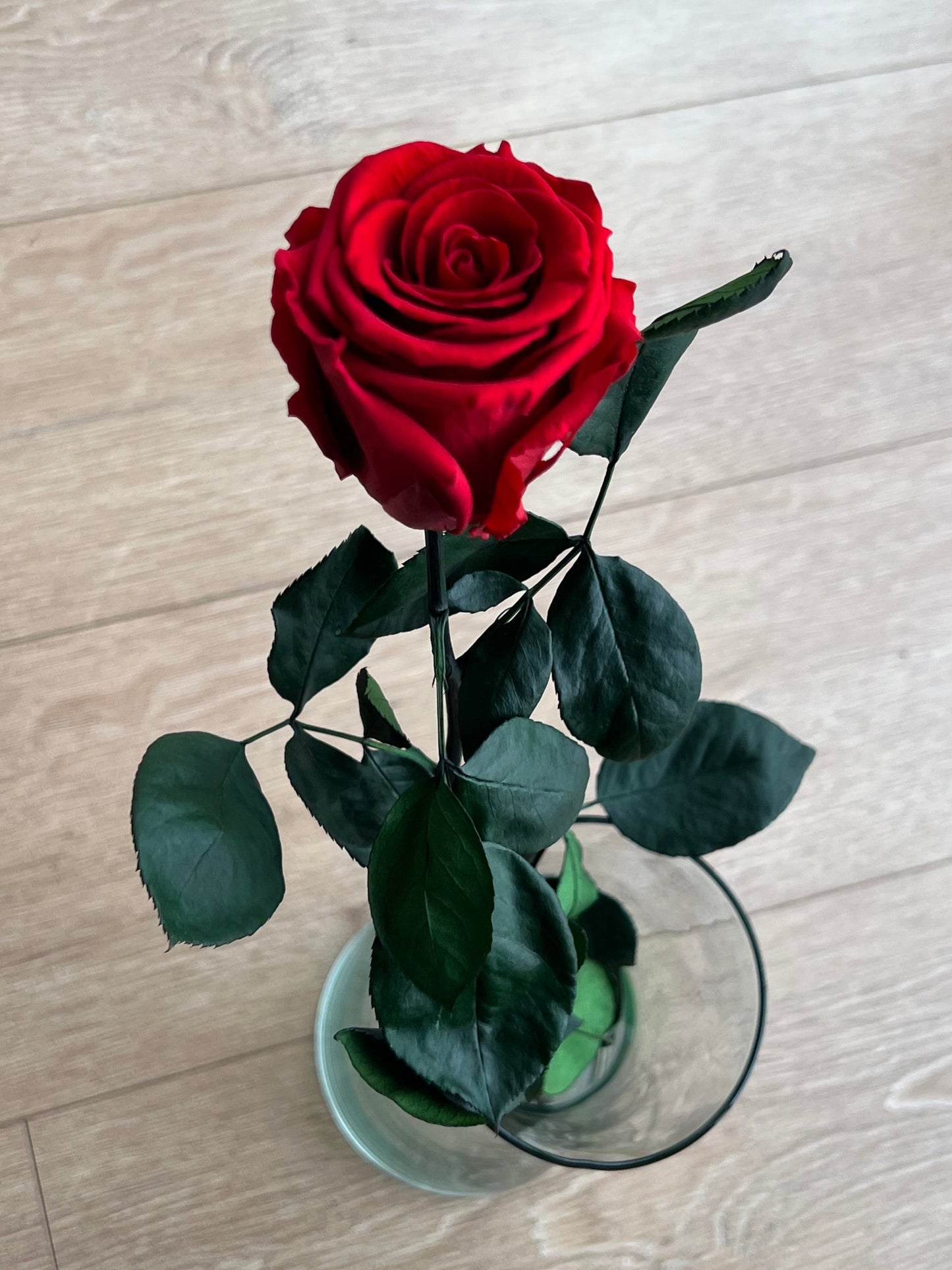 Red Long Stem Rose | Perfect Gift