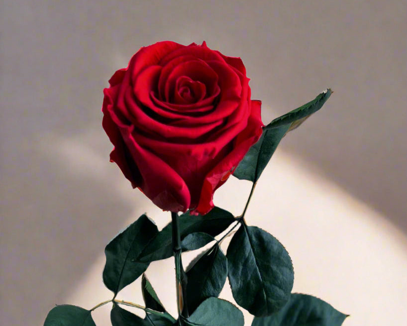 Red Long Stem Rose | Perfect Gift