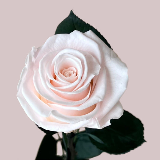 Baby Light Pink Long Stem Rose