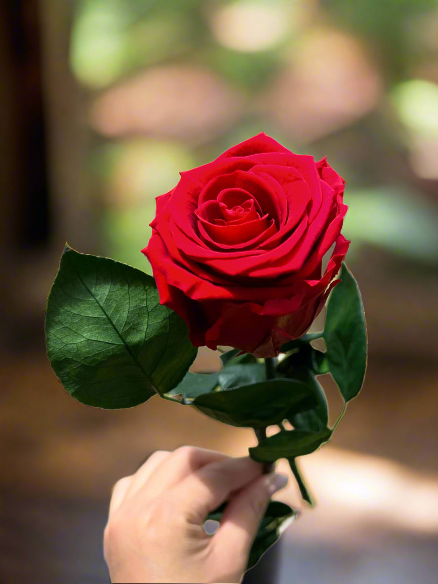 Red Long Stem Rose | Perfect Gift