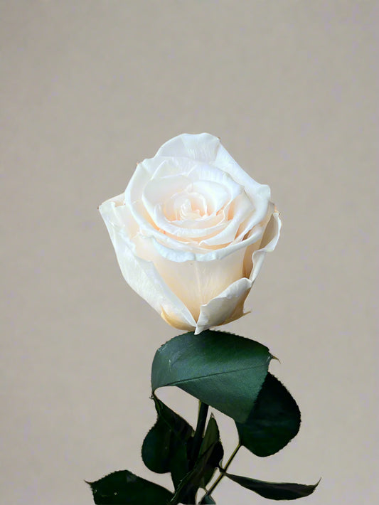 White Peach Long Stem Rose | A Perfect Gift