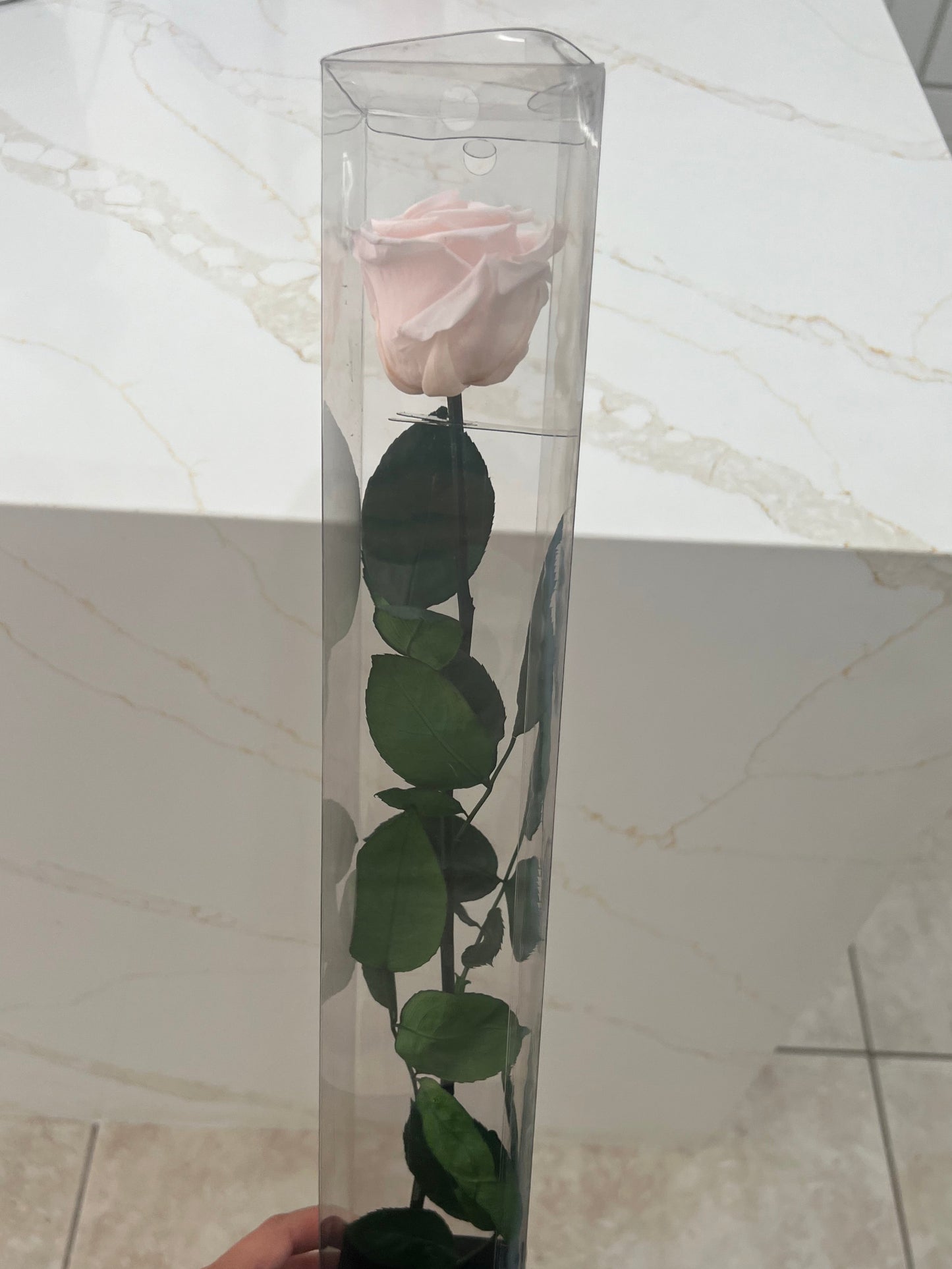 Single Ecuadorian Preserved Rose in a Clear PVC Box