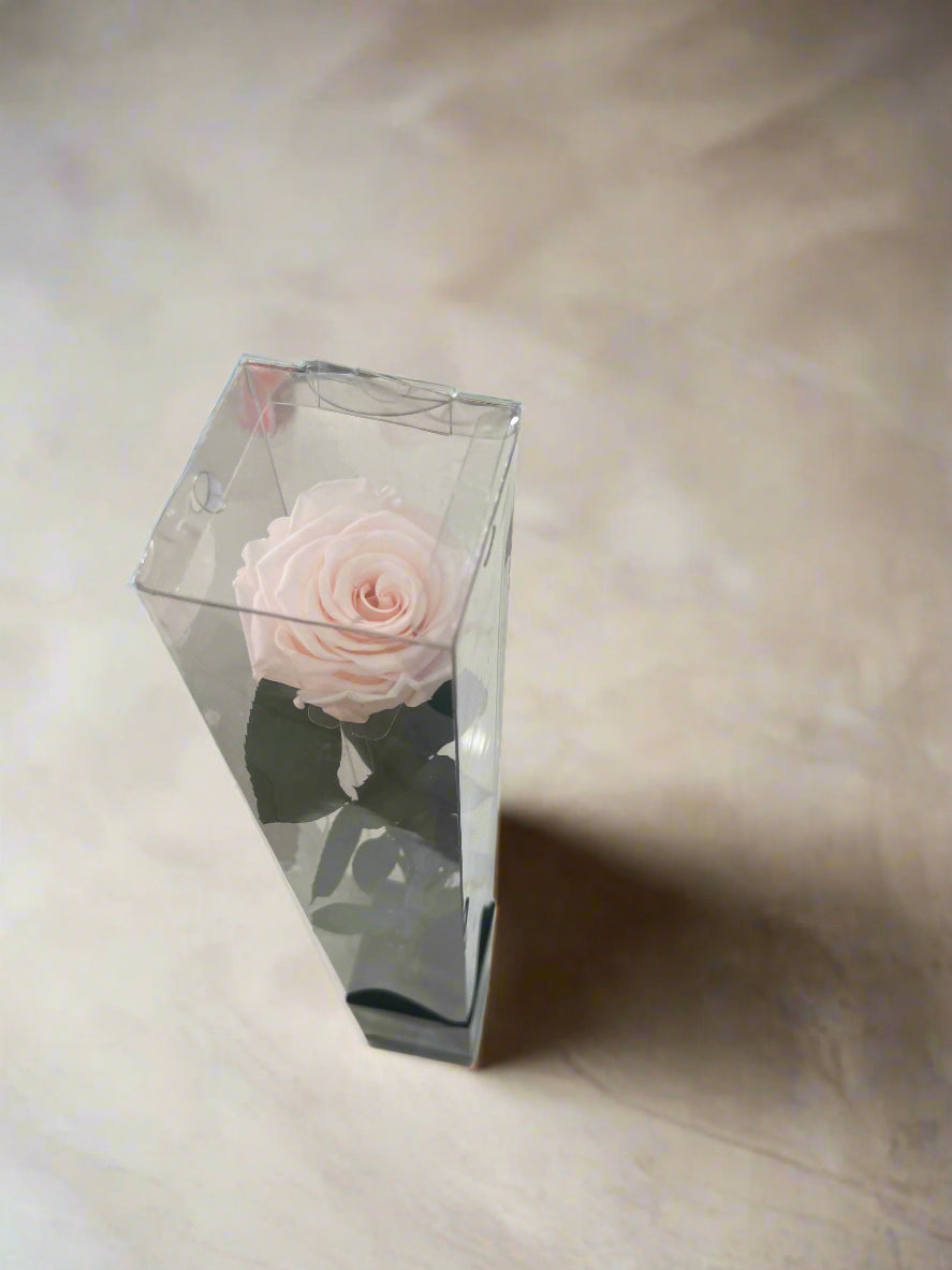 Single Ecuadorian Preserved Rose in a Clear PVC Box