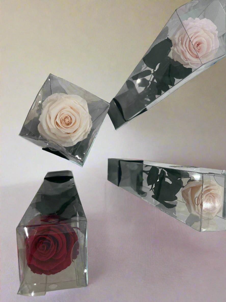 Single Ecuadorian Preserved Rose in a Clear PVC Box