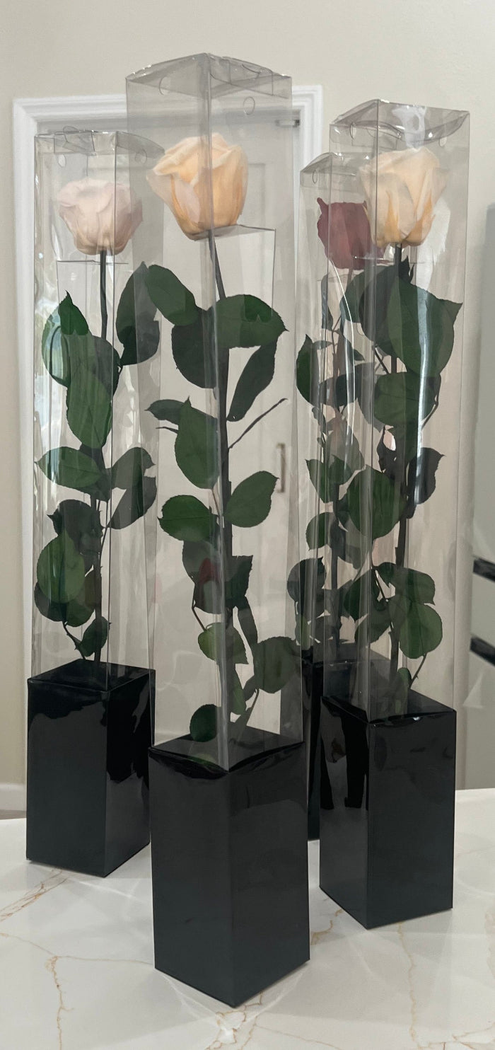 Single Ecuadorian Preserved Rose in a Clear PVC Box